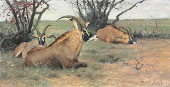 Roan antelopes resting in the shade