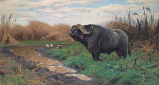 A Buffalo in a marsh