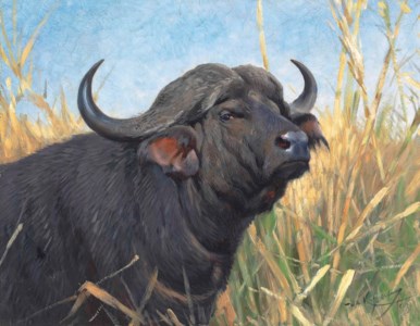A Buffalo