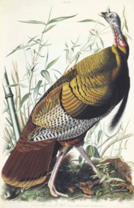 John James Audubon, The Birds of America; from Original Drawings . London: Published by the Author, 1827-1838