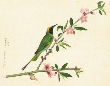 BY ZAYN AL-DIN OR A CLOSE ASSOCIATE, CALCUTTA, EAST INDIA, CIRCA 1775