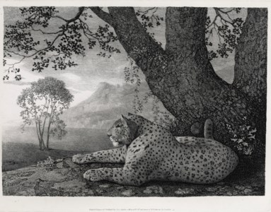 A Tyger (A recumbent Leopard by a Tree)