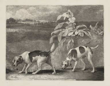 Two Dogs