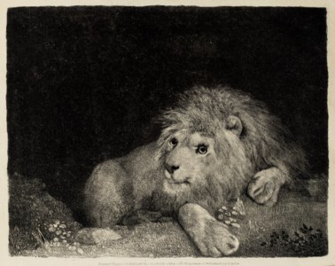 A Lion (A recumbent Lion)