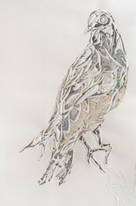 Bird Study