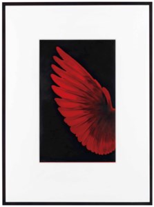 Study of Red Humming Bird