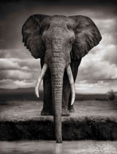 Elephant drinking, Amboseli, 2007
