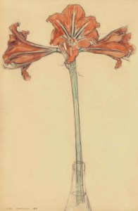 Amaryllis