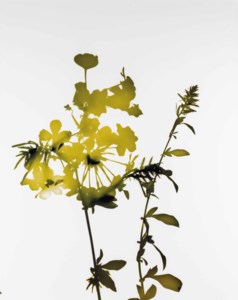 029 from 'Flowers', 2004