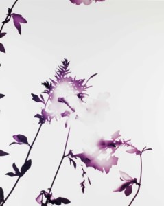 005 from 'Flowers', 2004