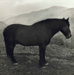 Horse in West Virginia Mountains, 1969