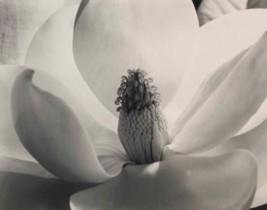 Magnolia Blossom, 1925