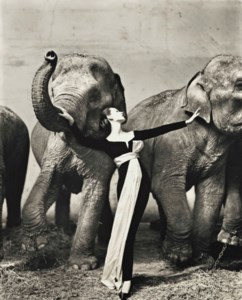 Richard Avedon, Dovima with Elephants, Evening Dress by Dior, Cirque d'Hiver, Paris, 1955