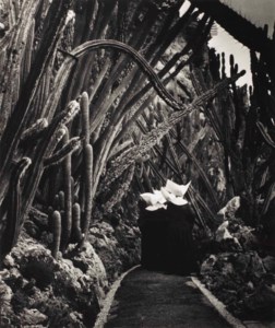 Exotic Garden, Monaco, 1945