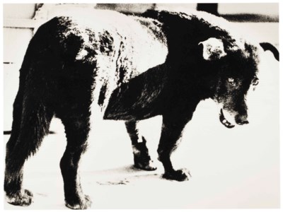 Stray Dog, Misawa, Aomori, 1971