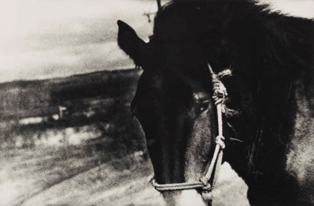 Horse, 1970s