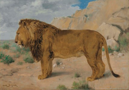 Study of a Lion