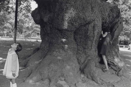 Major Oak, Sherwood Forest, c. 1975
