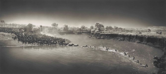 Zebras Crossing River, Maasai Mara, 2006