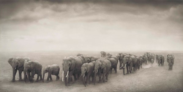 Elephant Journey to Water, Amboseli, 2008