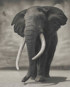 Portrait of Elephant on Bare Earth, Ambosoli, 2011