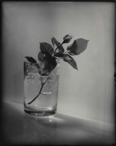White Rosebud, 1954