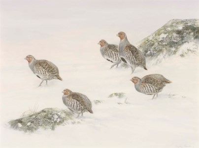 Grey partridge in the snow
