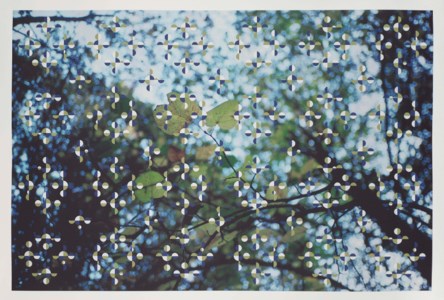 Light Through Leaves (Parkett 48)