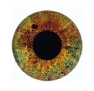 Eyescape Kate, 2012