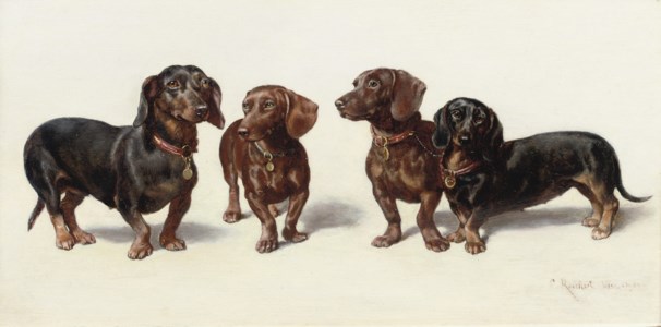 Four Dachshunds