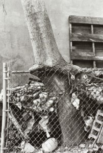 Tree + Fence out my back window, 1998