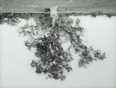 Oak Tree Red Bluff (3), 1993-2000
