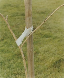 A sapling held by a post, 2000