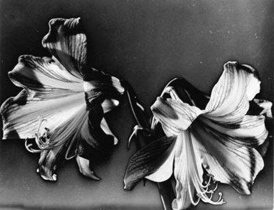 Solarized flowers