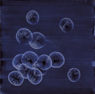 Untitled (From Colonies Series)