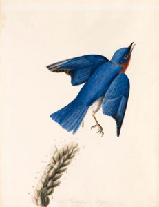 Eastern Bluebird