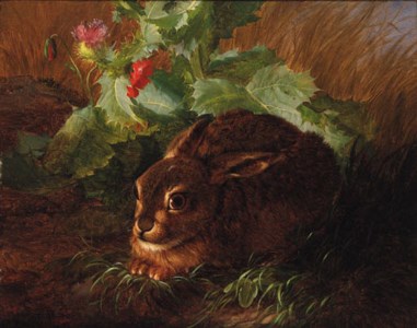 A Rabbit in long Grass