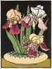 Bert's Iris