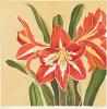 Amaryllis