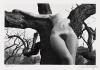 Nu de la Forêt [Nude of the forest]. 1973
