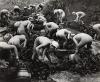 Seaweed Harvest. 1956; printed 1970s