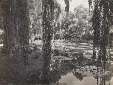 Lilies floating under the weeping willow in Claude Monet's Garden, Giverny, 1933