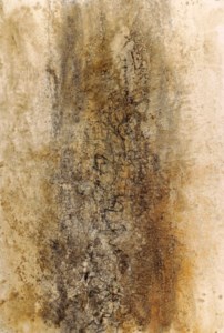 Sans Titre (Untitled)