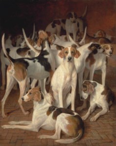 Hounds in a kennel