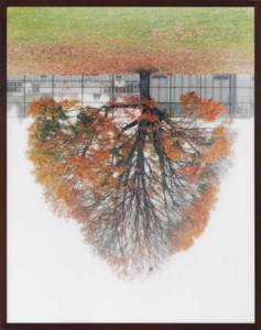 Schoolyard Tree, Vancouver