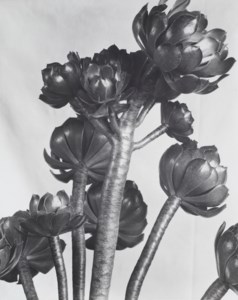 Aeonium, 1920s