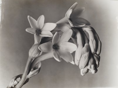 Tuberose, 1920s