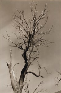 The Dying Chestnut Tree, Life and Death, 1927