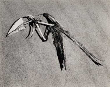 Bird Skeleton, Oceano, California, 1936