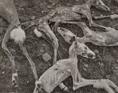 Coyotes, 1945